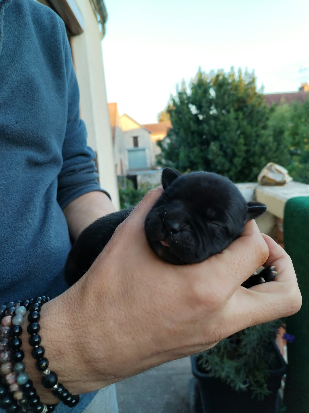 Krokopstaff - Chiots disponibles - Staffordshire Bull Terrier