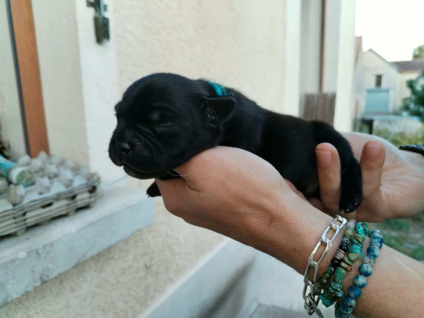 Krokopstaff - Chiots disponibles - Staffordshire Bull Terrier