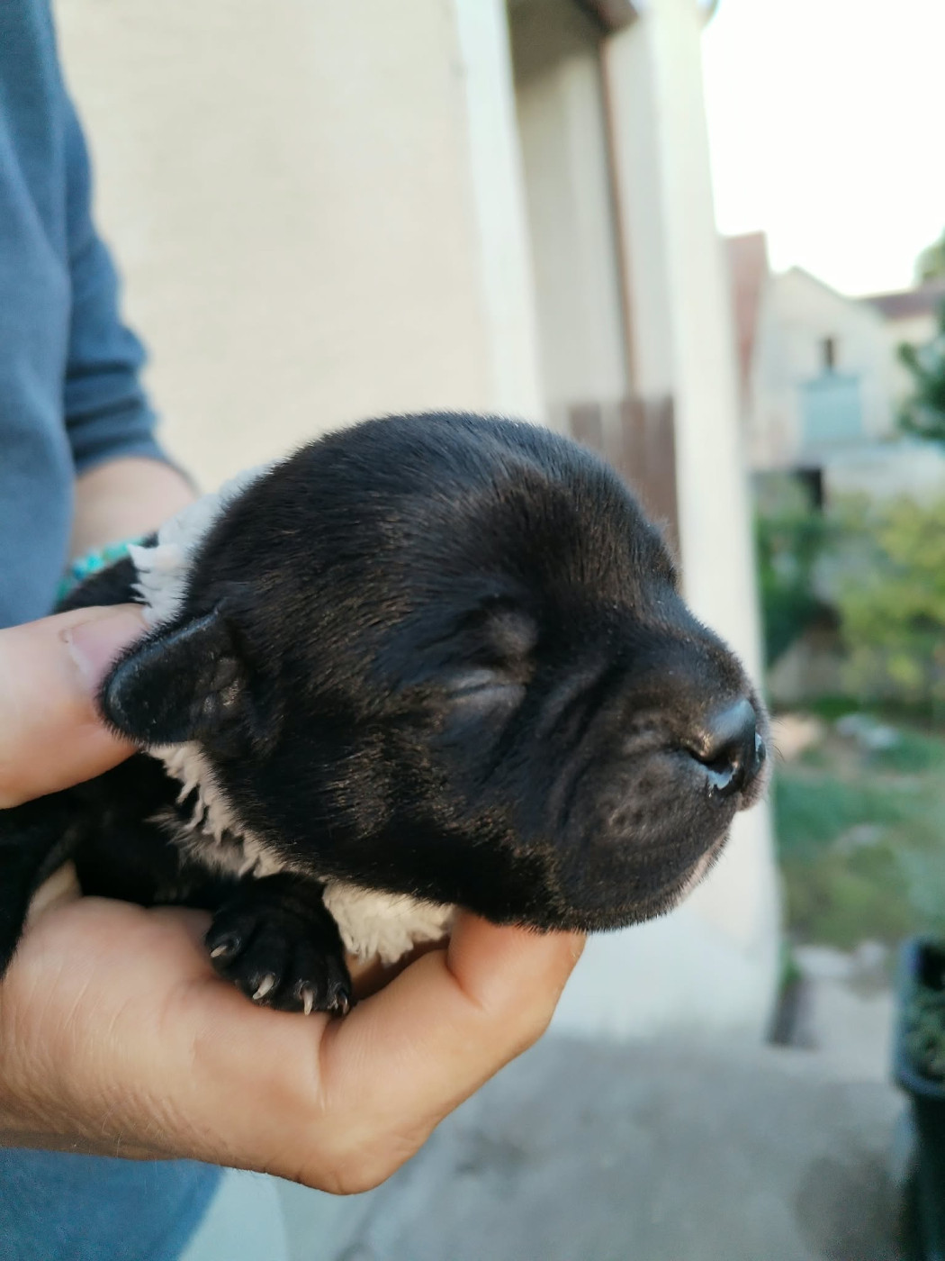 Krokopstaff - Chiots disponibles - Staffordshire Bull Terrier