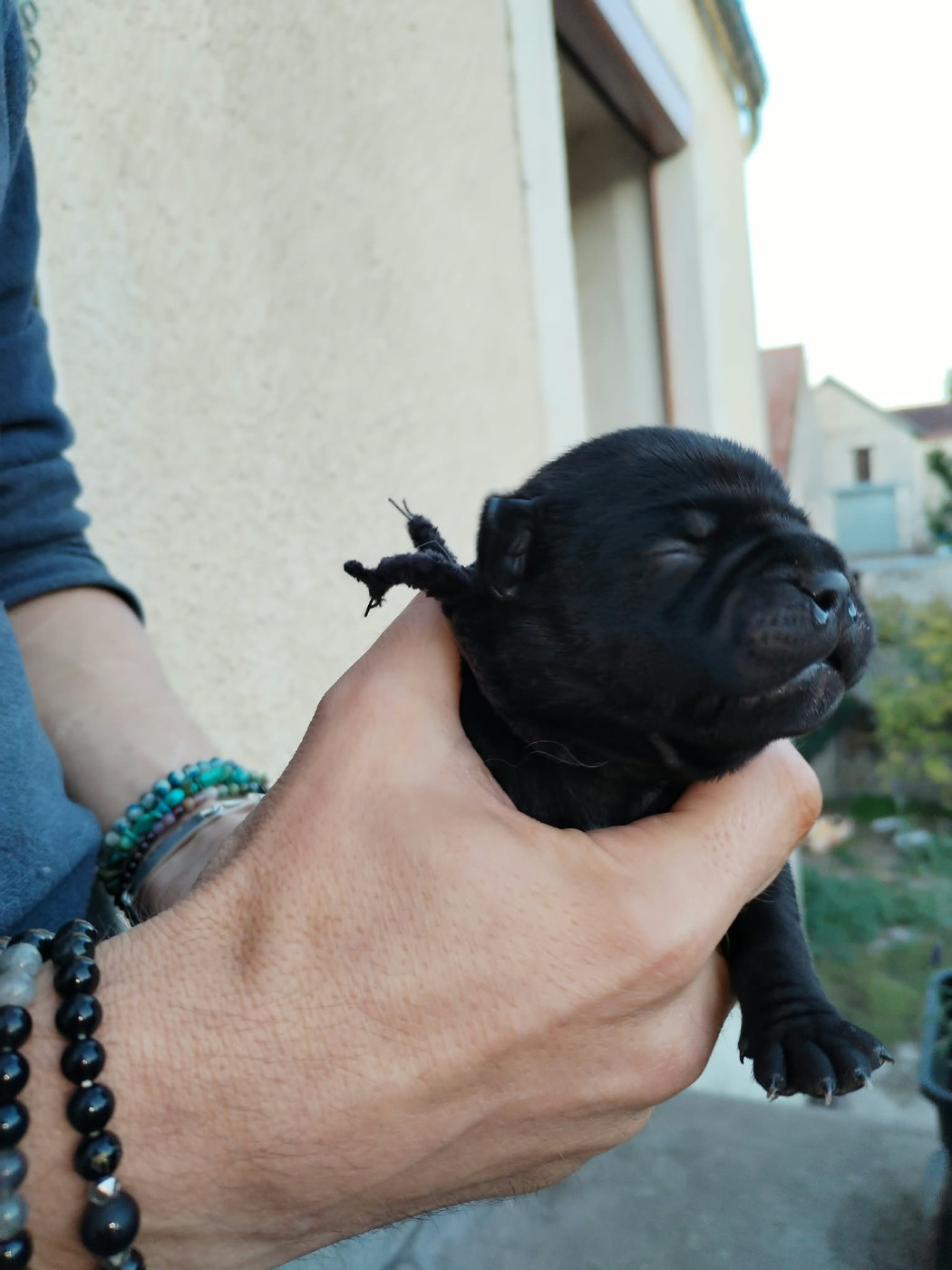 Krokopstaff - Chiots disponibles - Staffordshire Bull Terrier