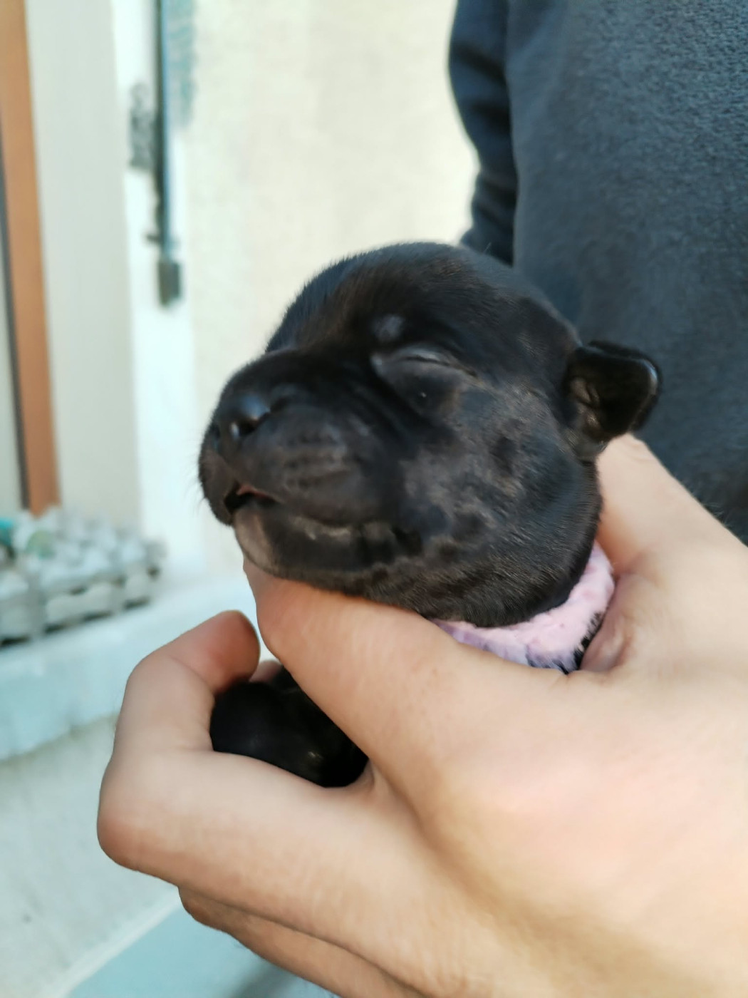 Krokopstaff - Chiots disponibles - Staffordshire Bull Terrier
