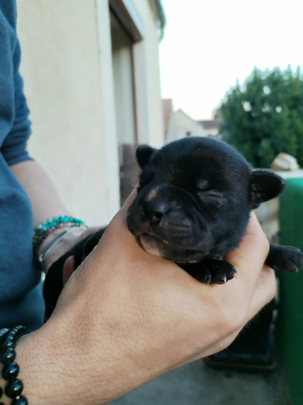 Krokopstaff - Chiots disponibles - Staffordshire Bull Terrier
